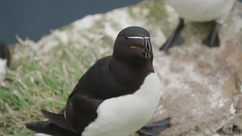 Razorbill sea bird Stock-Footage 277992505