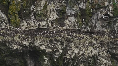 Razorbill sea bird Stock-Footage 277992559