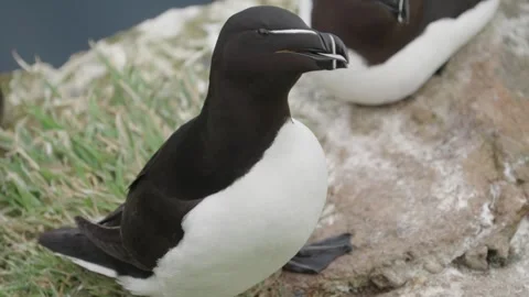 Razorbill sea bird Stock-Footage 277992739