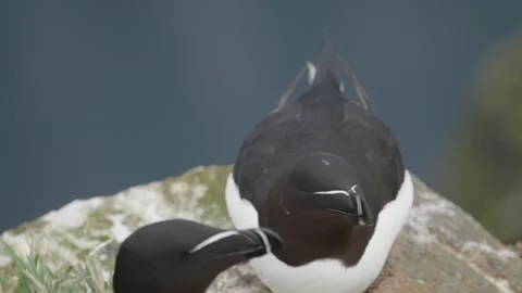 Razorbill sea bird Stock-Footage 277992746