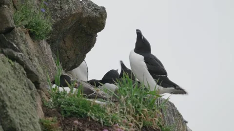 Razorbill sea bird Stock-Footage 277992769