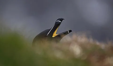 Razorbills Stock Photos