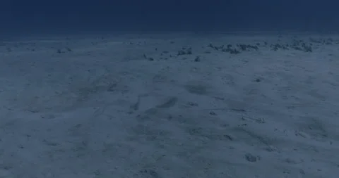 Razorfish hiding in sandy seabed Stock Footage 303385636