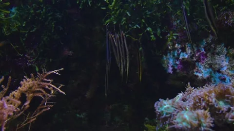 Razorfish swimming  Stock Footage 241019429