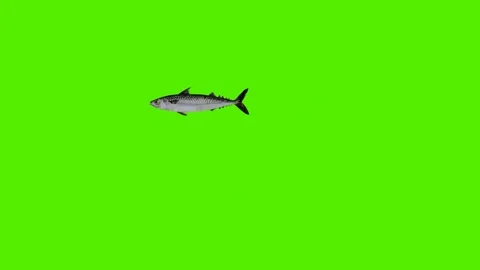 Razorfish swimming from side angle Video stock 246730760