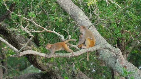 RC-3174 Rhesus Macaque Jumping Past Nursing Mother and Baby Stock Footage 344153655