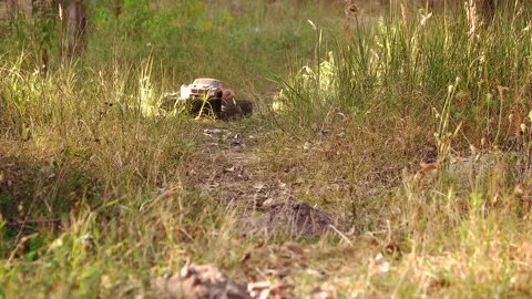 RC car moving through wild grass. Video stock 147849723