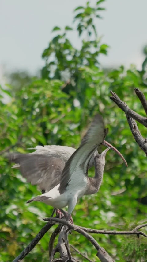 RC3107 Vertical Shot of White Ibis Parent Feeding Juvenile Stock Footage 344153722