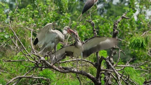 RC3111 White Ibis Feeding Begging Juvenile in Tree Stockbeeldmateriaal 344153733