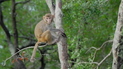 RC3161 Young Rhesus Macaque Perched on Tree Trunk Stock Footage 344153639