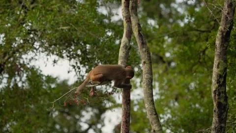 RC3164 Rhesus Macaques Playing and Climbing Tree Trunks Stock Footage 344153683