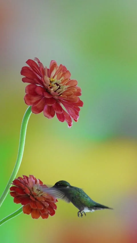 RC3183 Vertical Shot of Male Ruby-throated Hummingbird Feeding on Zinnia Stock Footage 344153633