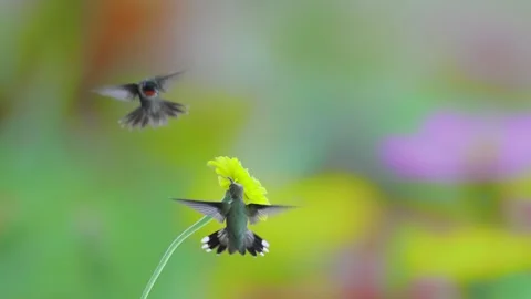 RC3193 Two Ruby-throated Hummingbirds Territorial Chase at Flower Stock Footage 344153557