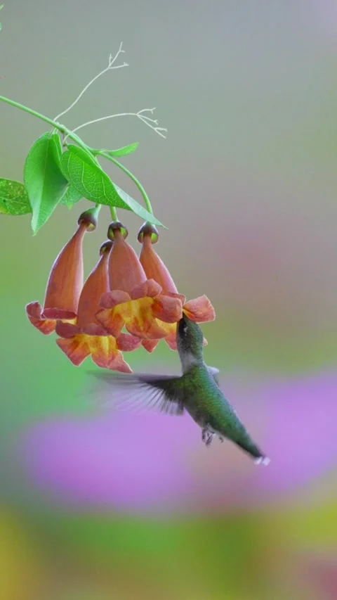 RC3201 Vertical Shot of Ruby-throated Hummingbird at Trumpet Flowers Stock Footage 344153560