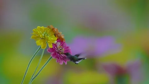 RC3219 Female Ruby-throated Hummingbird Hovering at Flower Cluster Stock Footage 344153572