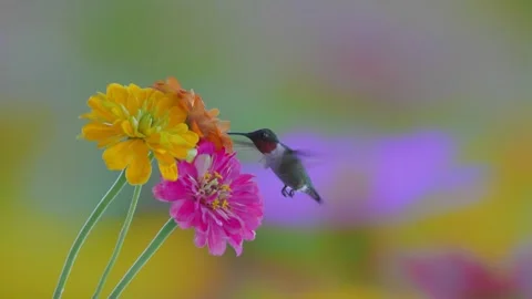 RC3221 Close-up of a Male Ruby-throated Hummingbird Hovering at Flower Cluster Stock Footage 344153617