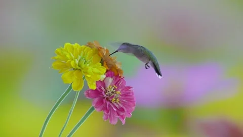 RC3231 Close-Up of Ruby-throated Hummingbird Nectaring on Zinnia Stock Footage 344153493