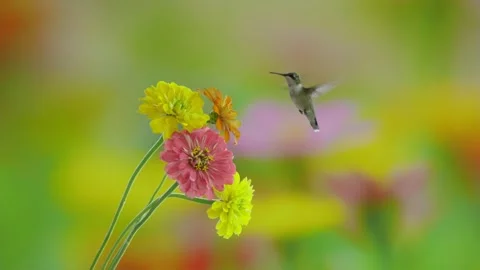 RC3240 Ruby-throated Hummingbird Visiting Colorful Zinnia Cluster Stock Footage 344153489