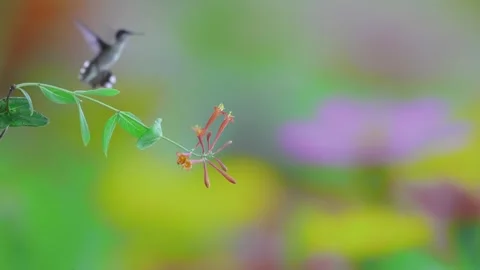 RC3247 Female Ruby-throated Hummingbird Nectaring on Coral Honeysuckle Stock Footage 344153526