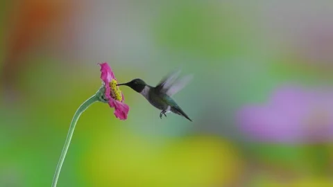 RC3266 Female Ruby-throated Hummingbird Feeding on Pink Zinnia Stock Footage 344153482