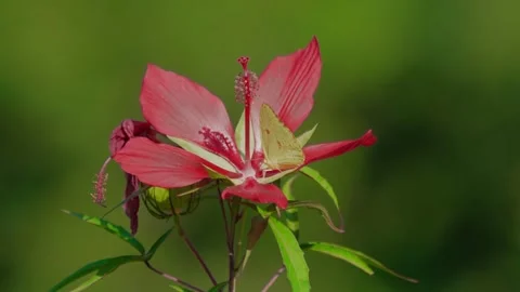 RC3284 Cloudless Sulphur Butterfly Resting on Red Hibiscus Stock Footage 344765078