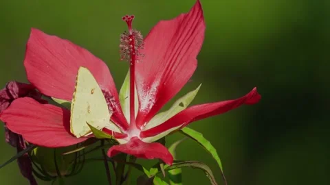 RC3285 Cloudless Sulphur Butterfly Resting on Red Hibiscus Stock Footage 344765071