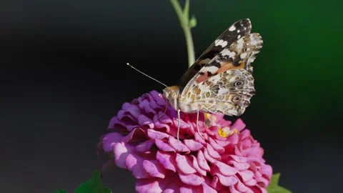 RC3288 Close-Up View of Painted Lady Butterfly on Zinnia Stock Footage 344765070