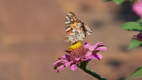 RC3314 Painted Lady Butterfly Nectaring on Pink Zinnia Stock Footage 344765034