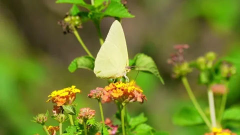 RC3316 Cloudless Sulphur Butterfly Nectaring on Lantana Stock Footage 344765044