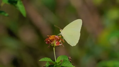 RC3319 Cloudless Sulphur Butterfly Resting on Orange Lantana Stock Footage 344765041