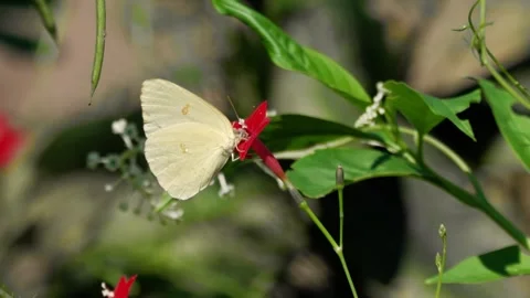 RC3320 Cloudless Sulphur Butterfly on Red Cypress Vine Flower Stock Footage 344765054