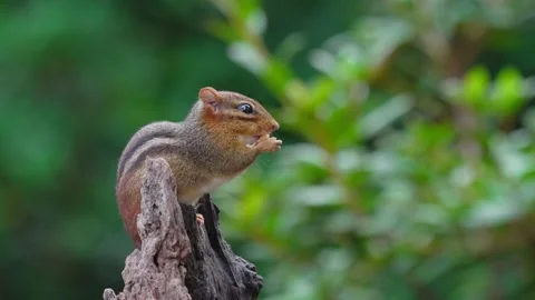 RC3334 Eastern Chipmunk Foraging and Stuffing Cheek Pouches Stock Footage 345050109