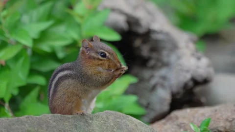 RC3338 Eastern Chipmunk Grooming and Washing Face Stock Footage 345050075