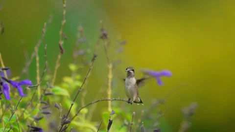 RC3352 Ruby-throated Hummingbird Perched High in Canopy Stock Footage 345050065