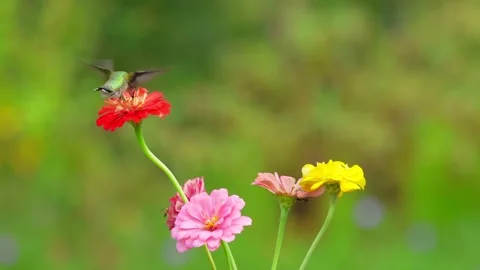 RC3362 Ruby-throated Hummingbird Hovering at Zinnia Flowers Stock Footage 345050067