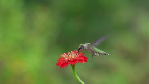 RC3364 Slow Motion Ruby-throated Hummingbird Hovering at Redish Orange Zinnia Stock Footage 345050035
