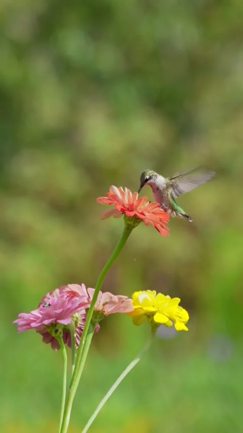 RC3386 Vertical Video of Ruby-throated Hummingbird Nectaring on Zinnias Stock Footage 345050069