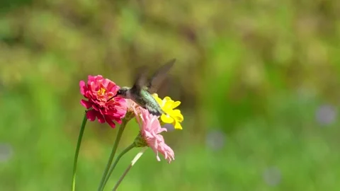 RC3394 Slow Motion Ruby-throated Hummingbird Hovering over Multicolored Zinnias Stock Footage 345050036