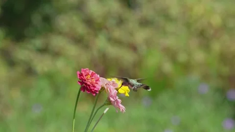 RC3396 Slow Motion Ruby-throated Hummingbird Hovering over Multicolored Zinnias Stock Footage 345050048