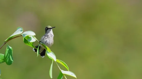 RC3406 Female Ruby-throated Hummingbird Resting on Branch Stock Footage 345050084
