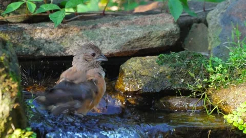 RC3444 Female Eastern Towhee Bathing in Shallow Creek Stock Footage 345524211
