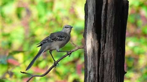 RC3446 Northern Mockingbird Perched and Looking Around Stock Footage 345524208