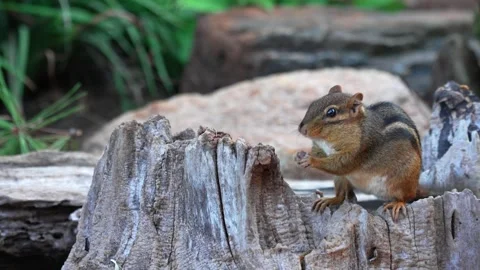 RC3491 Eastern Chipmunk Foraging in Hollow Tree Stump Stock Footage 345855032