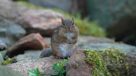 RC3501 Chipmunk Washing its Face Stock Footage 345855047