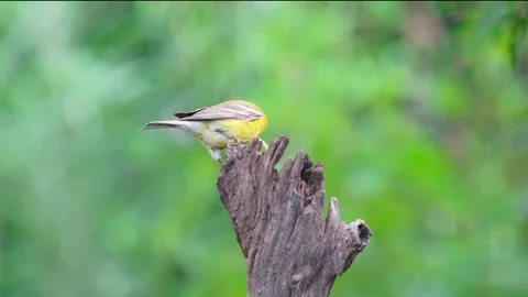 RC3502 Female Pine Warbler Eating Caterpillar on Wooden Stump Stock Footage 345855083