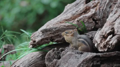 RC3534 Eastern Chipmunk Eating Seeds Beside Weathered Tree Log Stock Footage 346188576