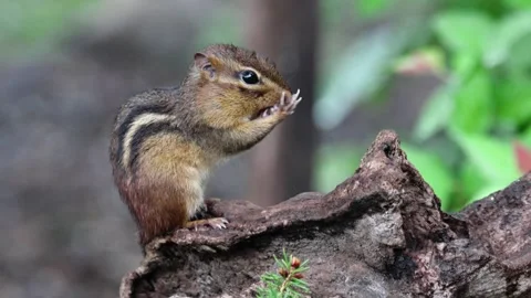RC3548 Close-Up of Eastern Chipmunk Washing Its Face on Wooden Stump Stock Footage 346188608