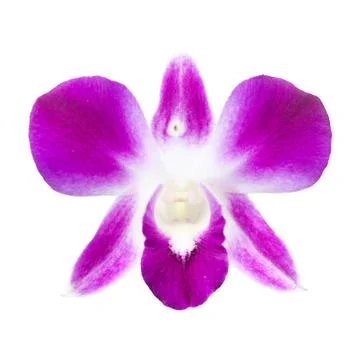 Rchid on the white background Stock Photos