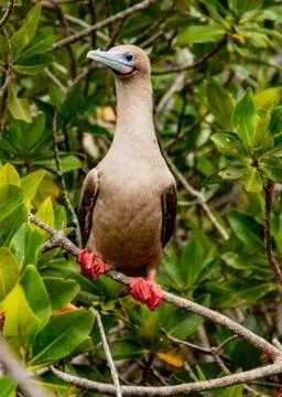 Rdd Footed Booby on Perch Stock Photos