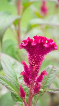 Rded celosia cristata Stock Photos